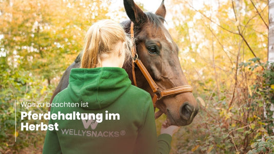 Pferdehaltung im Herbst: Was zu beachten ist - WELLYSNACKS PFERDE LIEBEN ES
